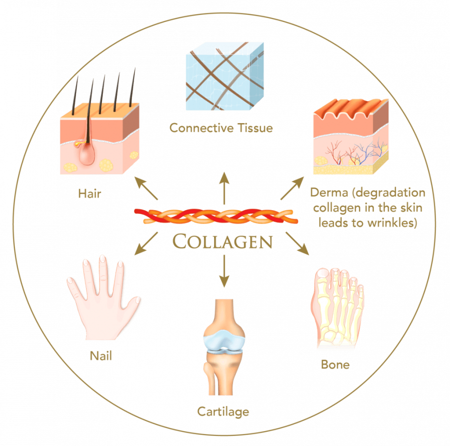 collagen