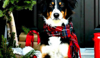 Holiday Gift Guide: Gifts for Pets & Pet Lovers